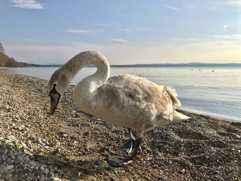 Ammersee - magischer See in Oberbayern, mit Blick auf die Alpen