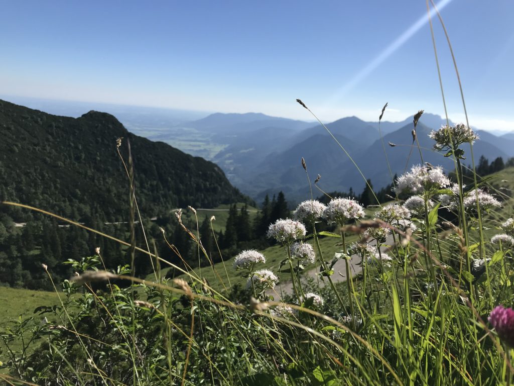 Die Herzogstand Wanderung im Sommer mit Bergblumen