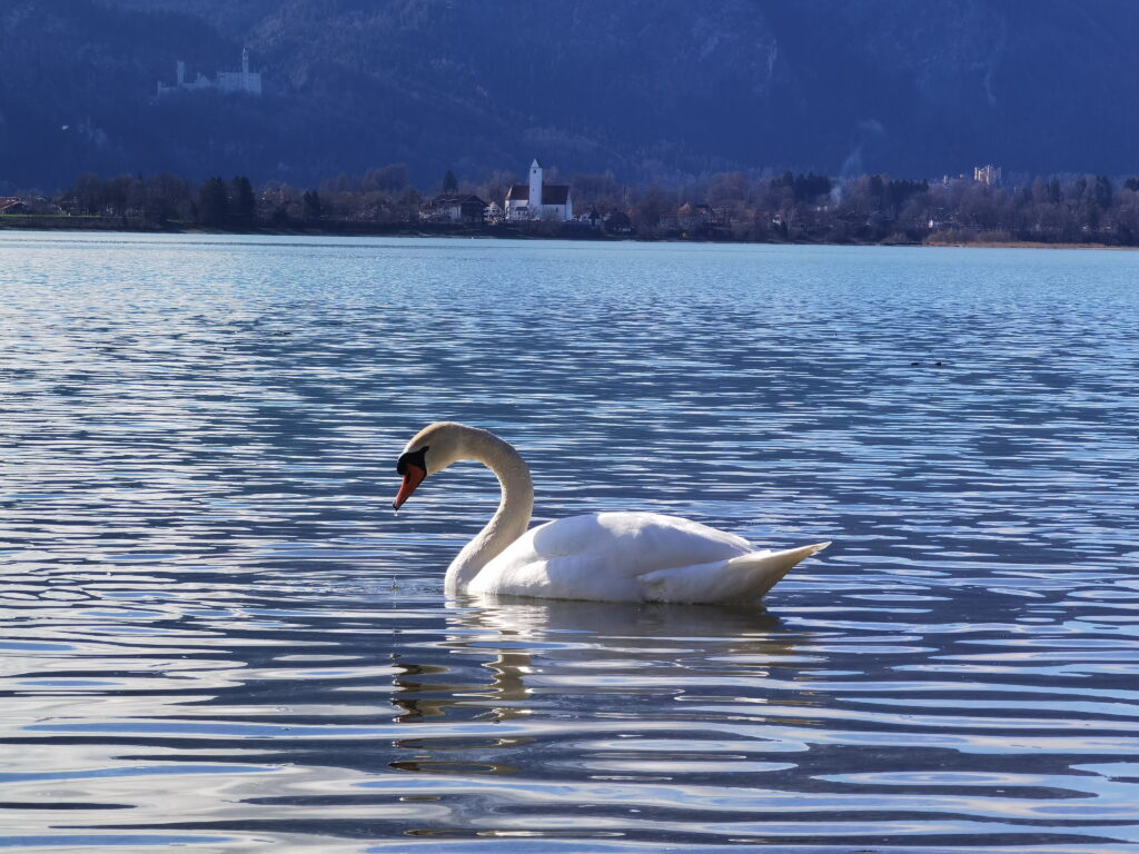 besonders schöne Seen in Bayern - der Forggensee im Allgäu